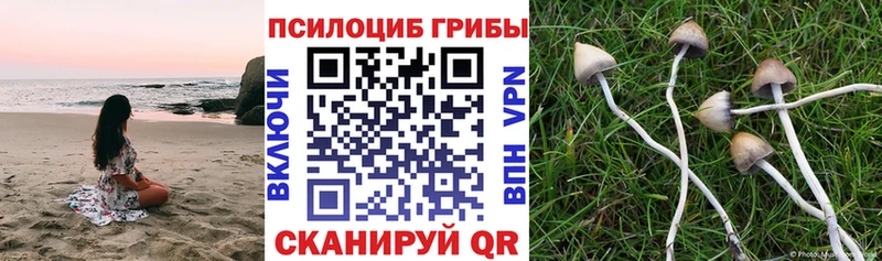 Псилоцибиновые грибы мицелий  kraken ТОР  Великий Новгород 